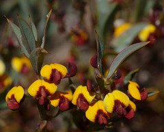 Daviesia nudiflora