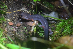 Plethodon cheoah