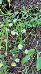 Erigeron arizonicus