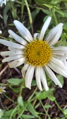 Erigeron arizonicus