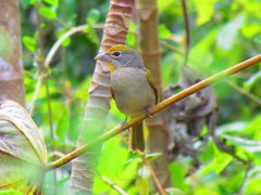 Piranga roseogularis