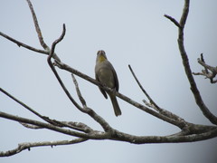 Piranga roseogularis