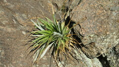 Puya spathacea