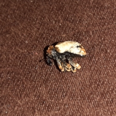 Cryptorhynchus melastomae