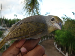 Piranga roseogularis
