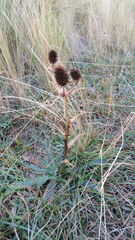 Eryngium agavifolium