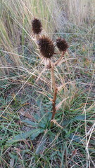 Eryngium agavifolium