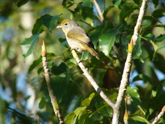 Piranga roseogularis
