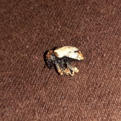 Cryptorhynchus melastomae