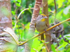 Piranga roseogularis