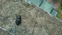 Dorcus rubrofemoratus yamadai