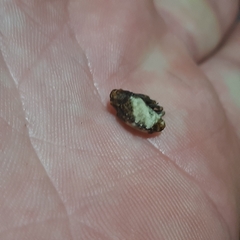 Cryptorhynchus melastomae