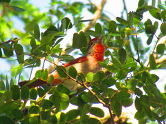 Piranga roseogularis