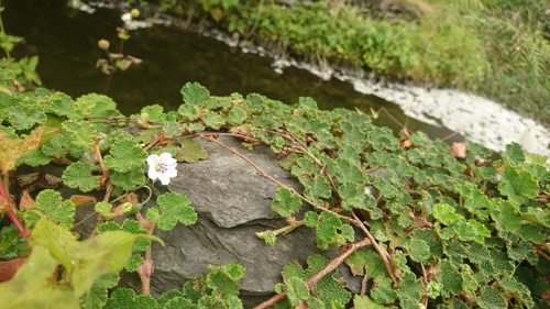 Geranium wilfordii iNat (1)