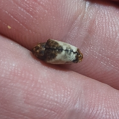 Cryptorhynchus melastomae