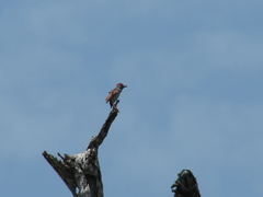 Piranga roseogularis