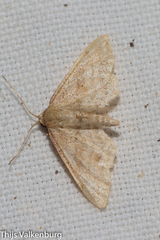 Idaea fractilineata