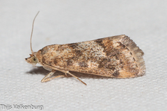 Tegostoma comparalis