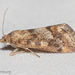 Tegostoma comparalis - Photo (c) Thijs Valkenburg, some rights reserved (CC BY-NC), uploaded by Thijs Valkenburg