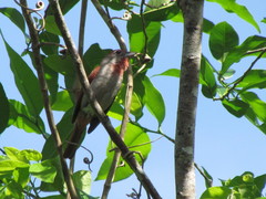 Piranga roseogularis