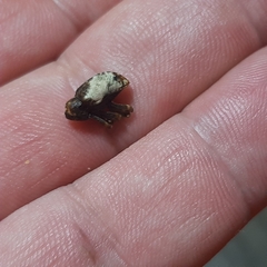 Cryptorhynchus melastomae