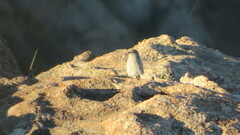 Geospizopsis unicolor