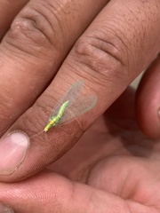 Chrysopa quadripunctata