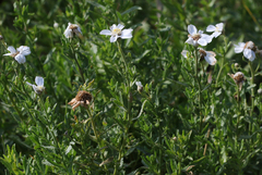 Achillea pyrenaica