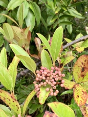 Viburnum nitidum