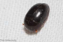 Dactylosternum abdominale