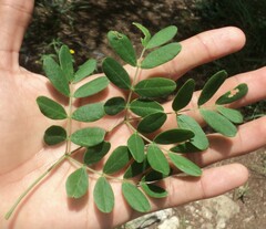 Erythrostemon yucatanensis