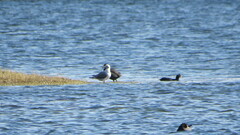 Chroicocephalus cirrocephalus