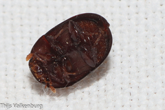 Dactylosternum abdominale