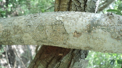 Erythrostemon yucatanensis