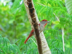 Piranga roseogularis