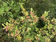 Viburnum nitidum