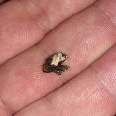 Cryptorhynchus melastomae