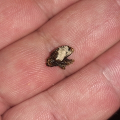 Cryptorhynchus melastomae