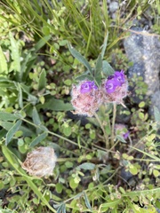 Astragalus laguroides
