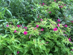 Mirabilis jalapa