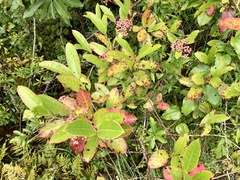 Viburnum nitidum