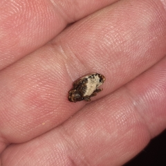 Cryptorhynchus melastomae