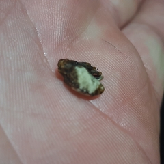 Cryptorhynchus melastomae