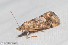 Tegostoma comparalis