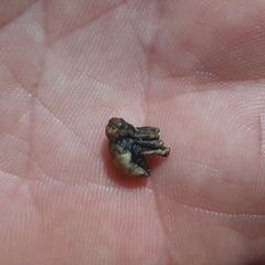 Cryptorhynchus melastomae