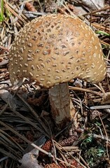 Validae