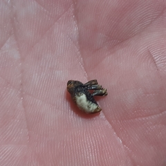 Cryptorhynchus melastomae