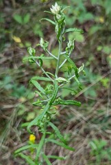 Pseudognaphalium obtusifolium