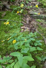 Hieracium paniculatum