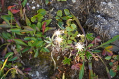 Potentilla caulescens